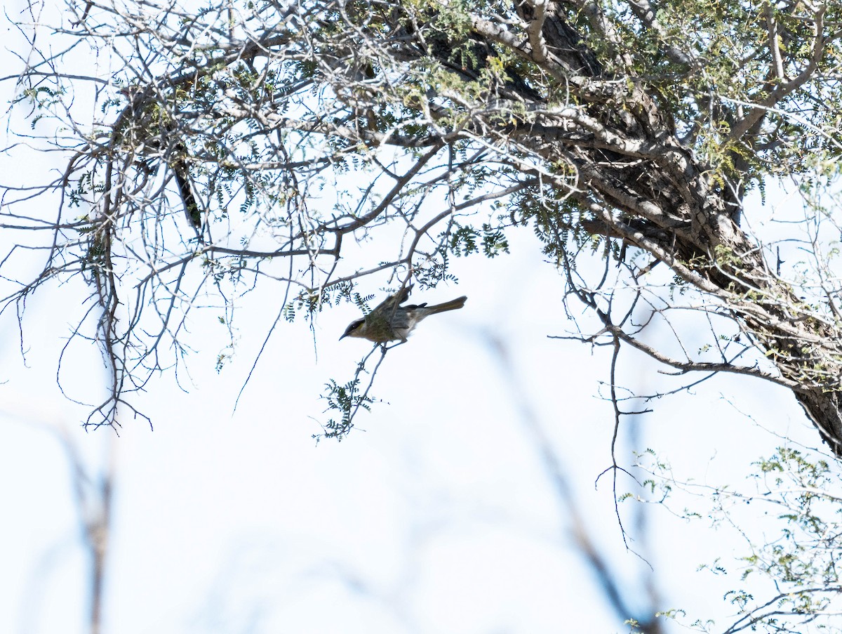 Singing Honeyeater - ML638311313