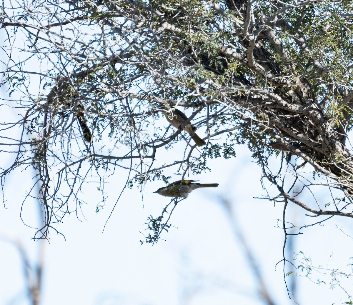 Singing Honeyeater - ML638311314