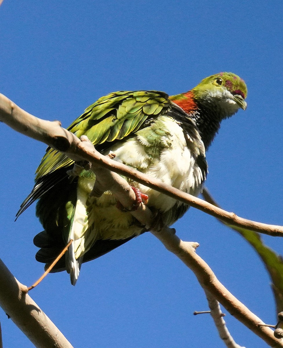 Superb Fruit-Dove - ML638311322