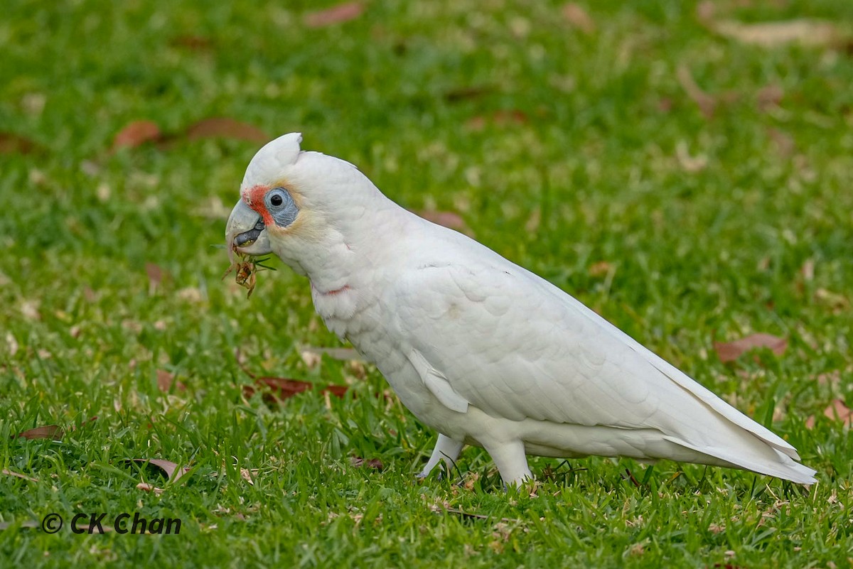 kakadu ostrozobý - ML638311325
