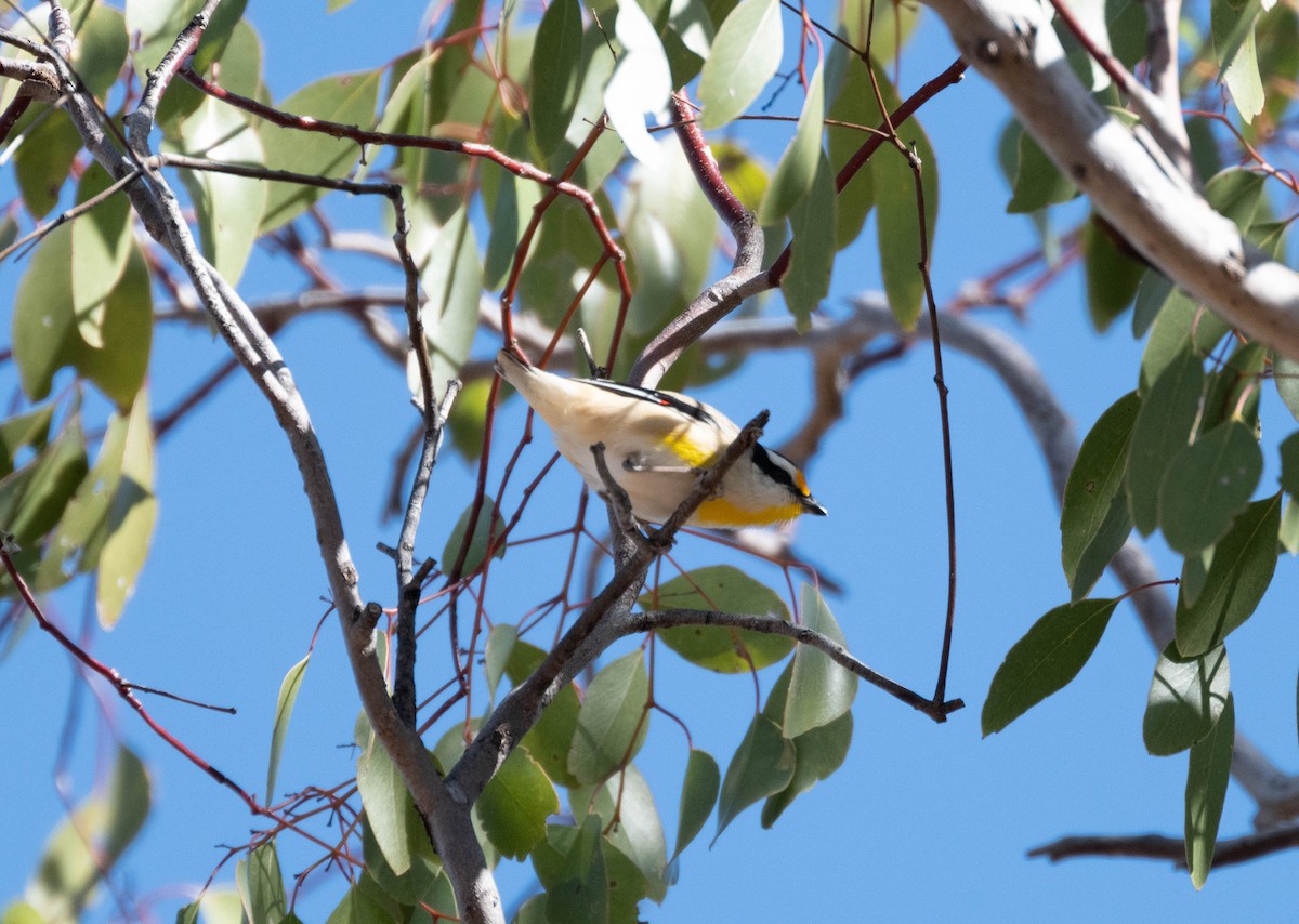 Striated Pardalote - ML638311326