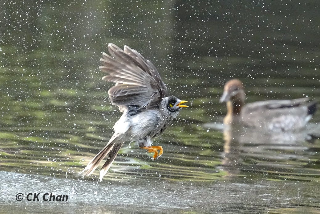 Noisy Miner - ML638311331