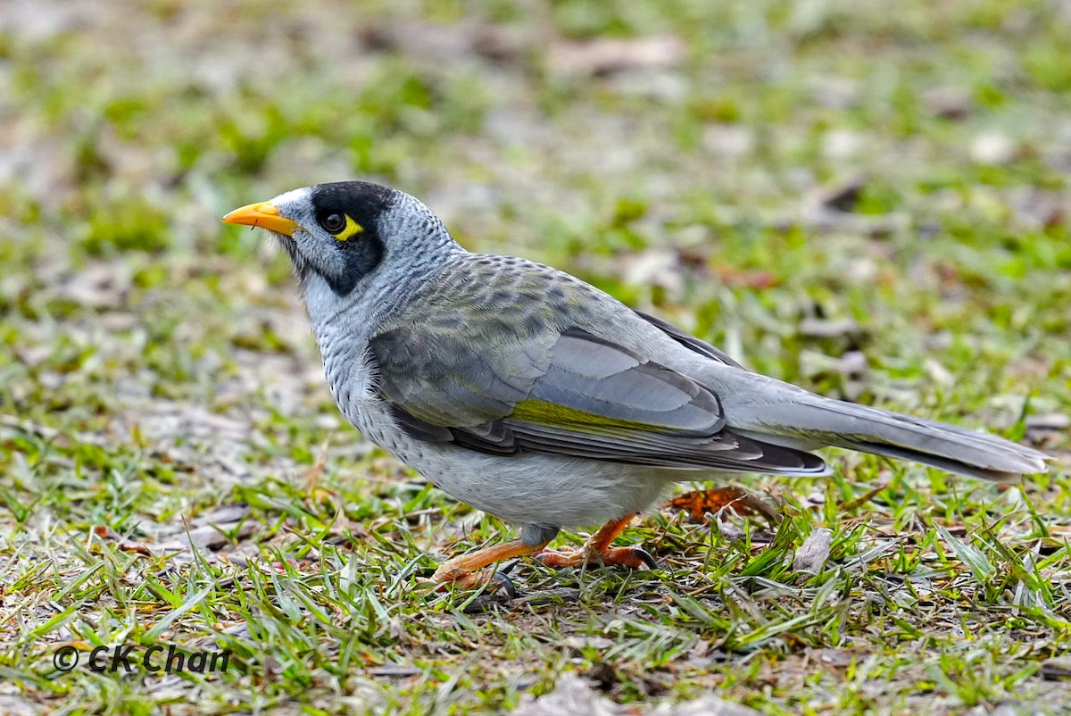 Noisy Miner - ML638311332