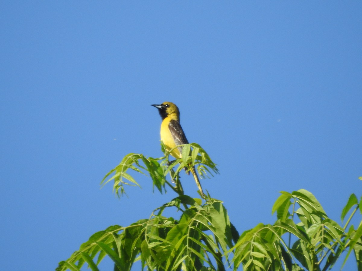 Orchard Oriole - ML638311345