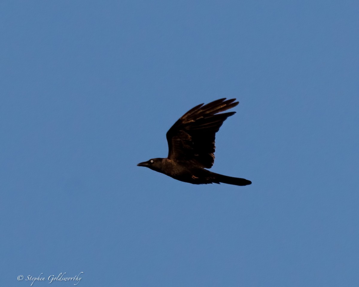 Torresian Crow - ML638311348