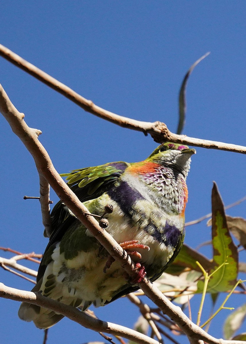 Superb Fruit-Dove - ML638311353