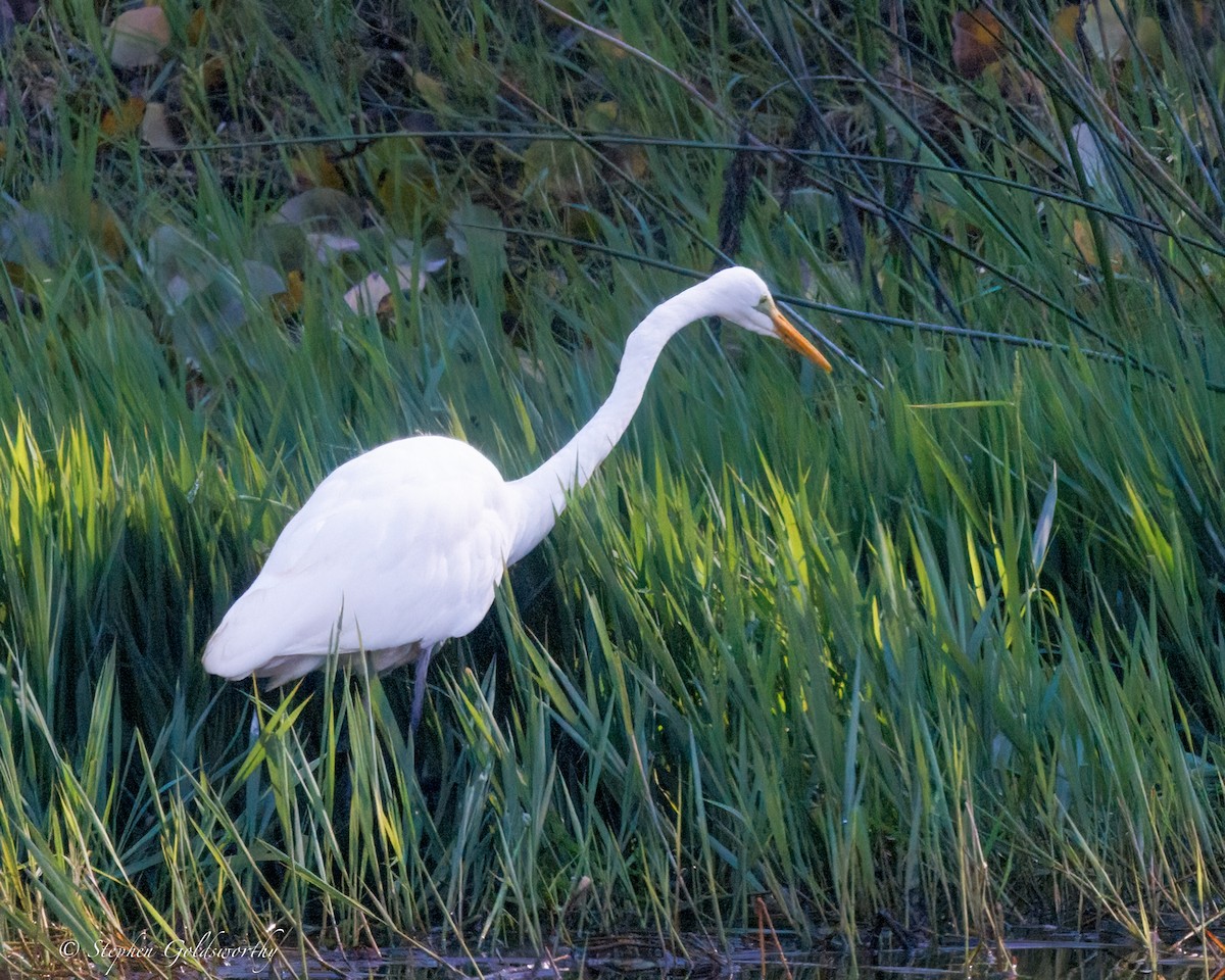 Great Egret - ML638311365