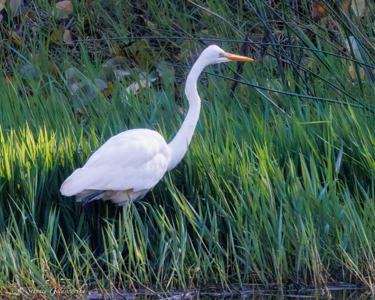 Great Egret - ML638311366