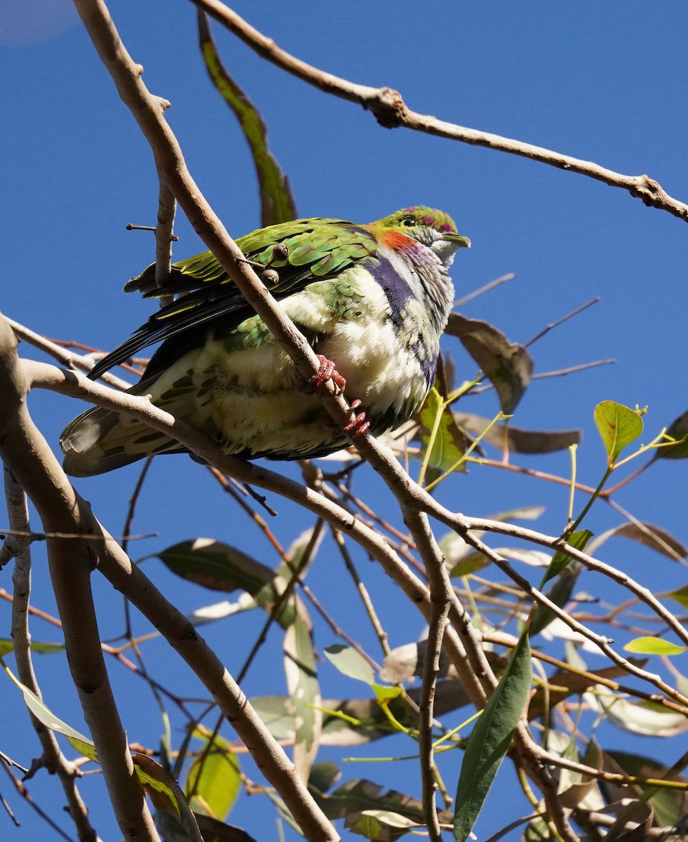 Superb Fruit-Dove - ML638311367