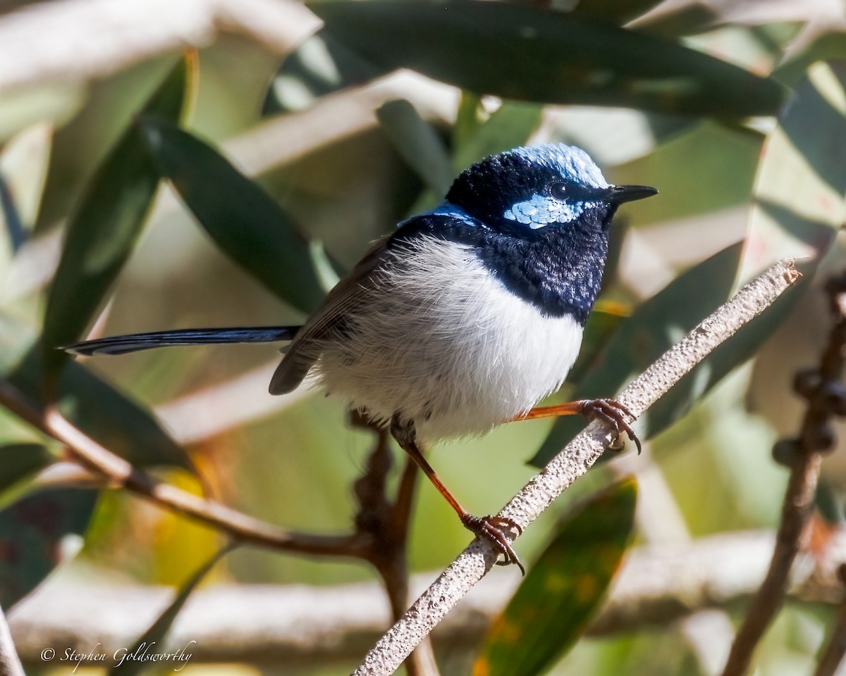 Superb Fairywren - ML638311368