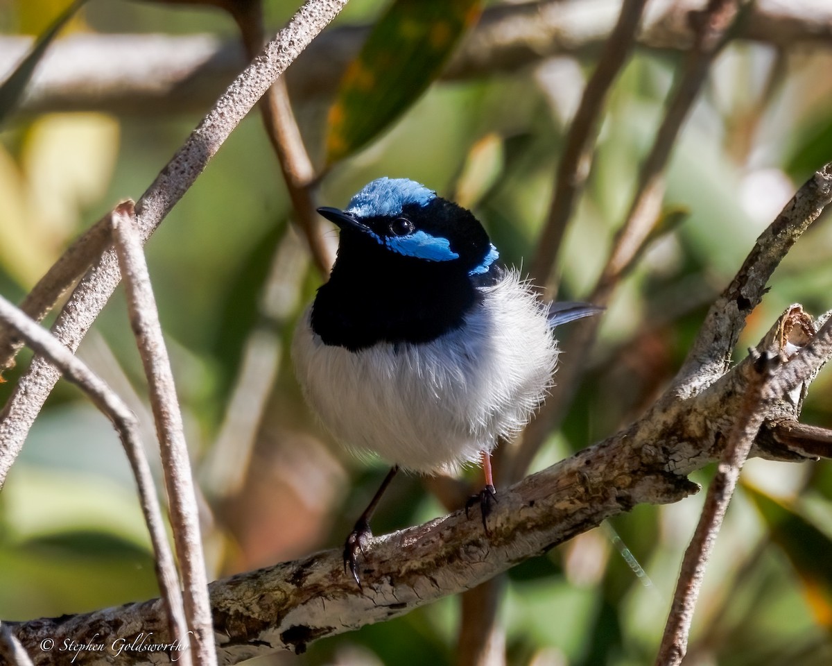 Superb Fairywren - ML638311369