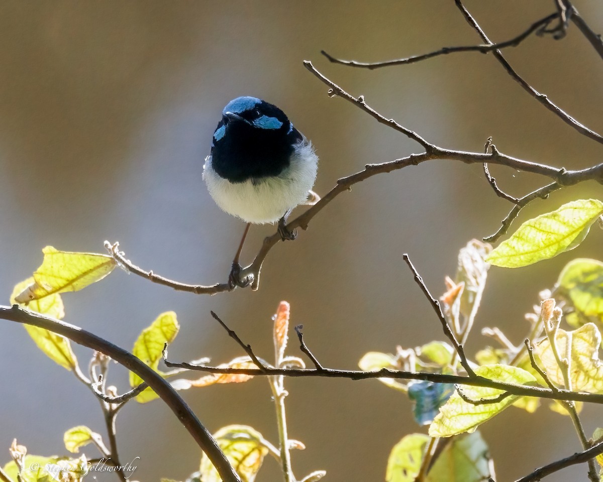 Superb Fairywren - ML638311370