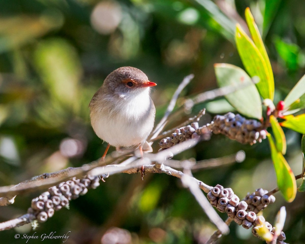 Superb Fairywren - ML638311371