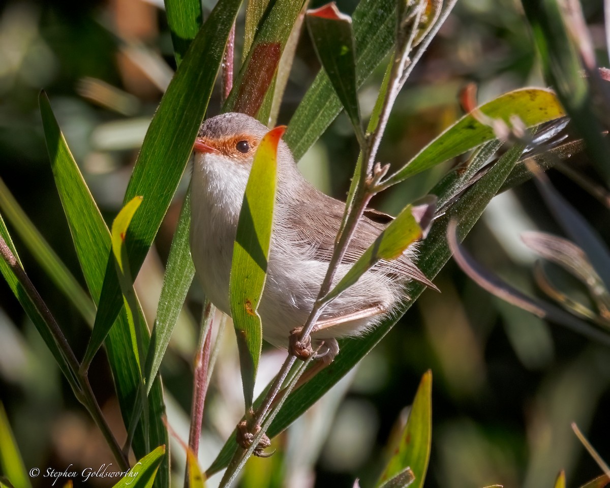 Superb Fairywren - ML638311372