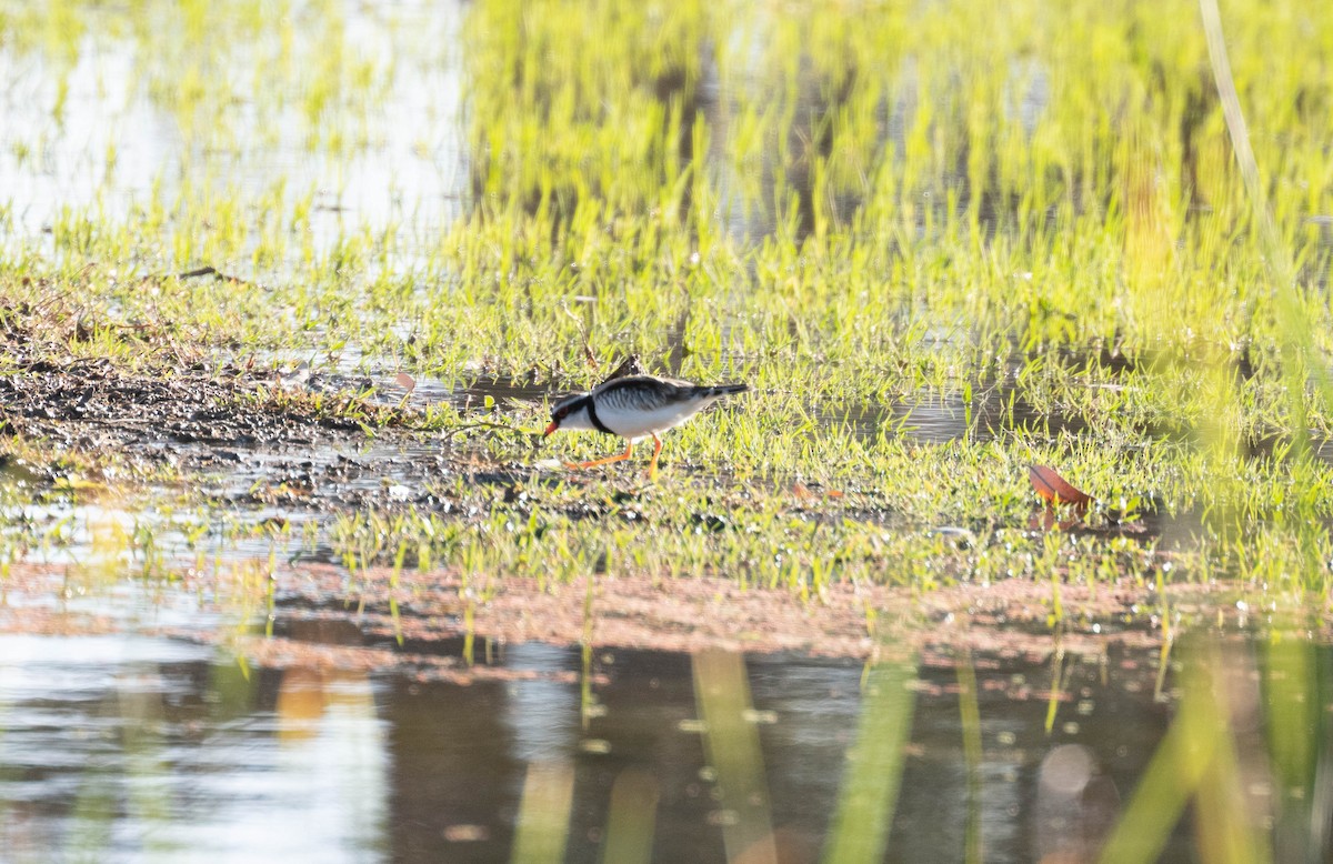 Black-fronted Dotterel - ML638311373