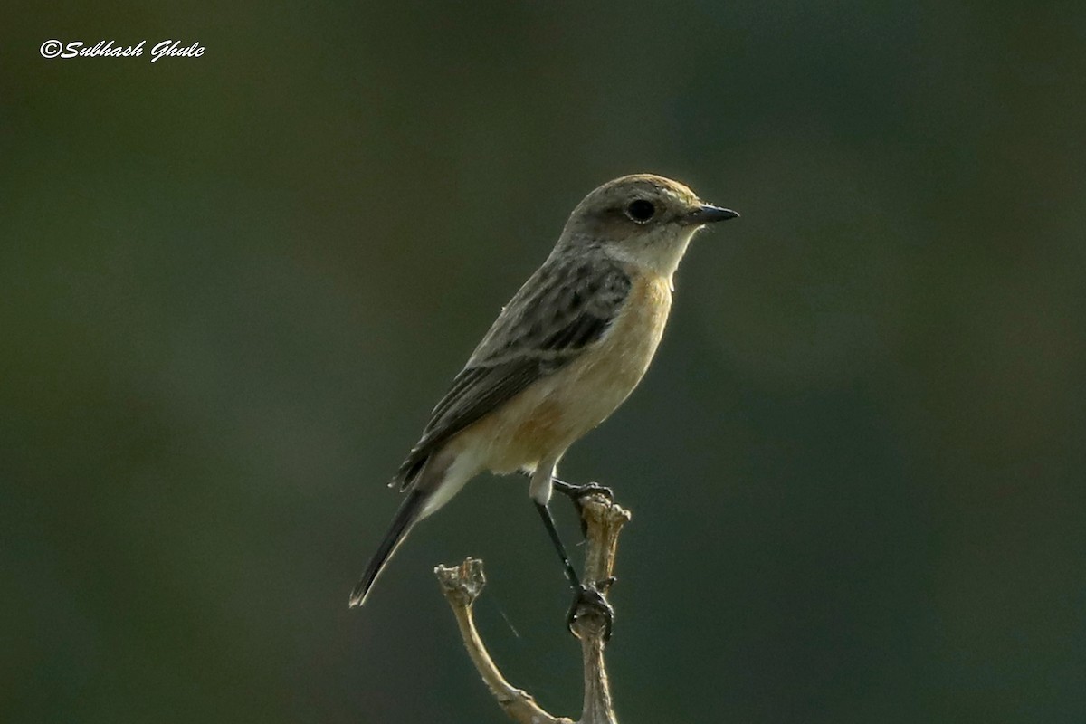 Siberian Stonechat - ML638311374