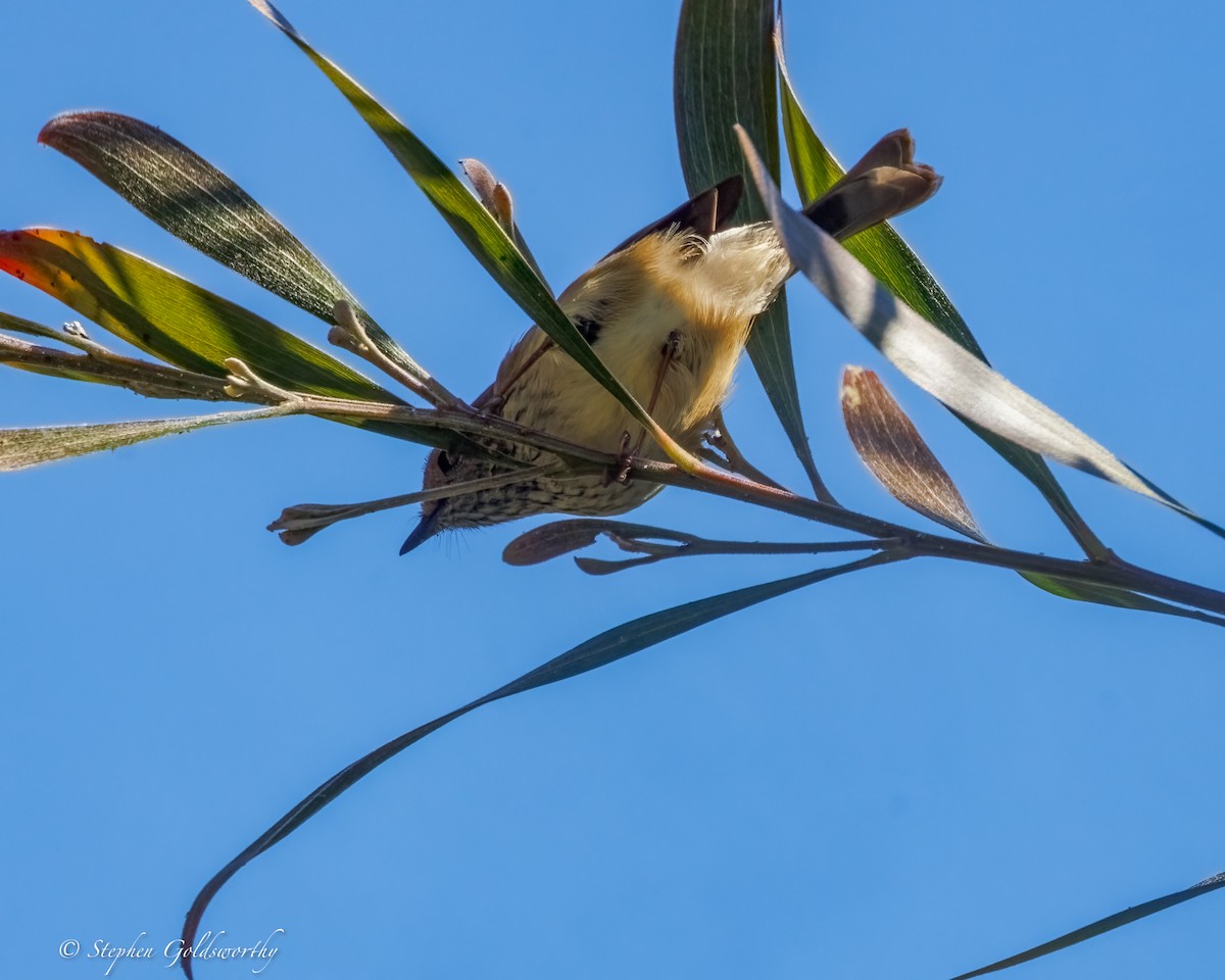 Brown Thornbill - ML638311387