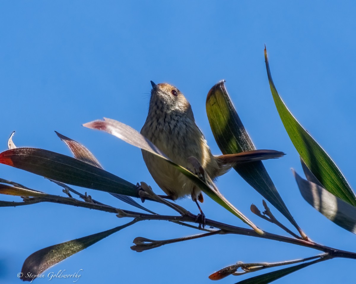 Brown Thornbill - ML638311388