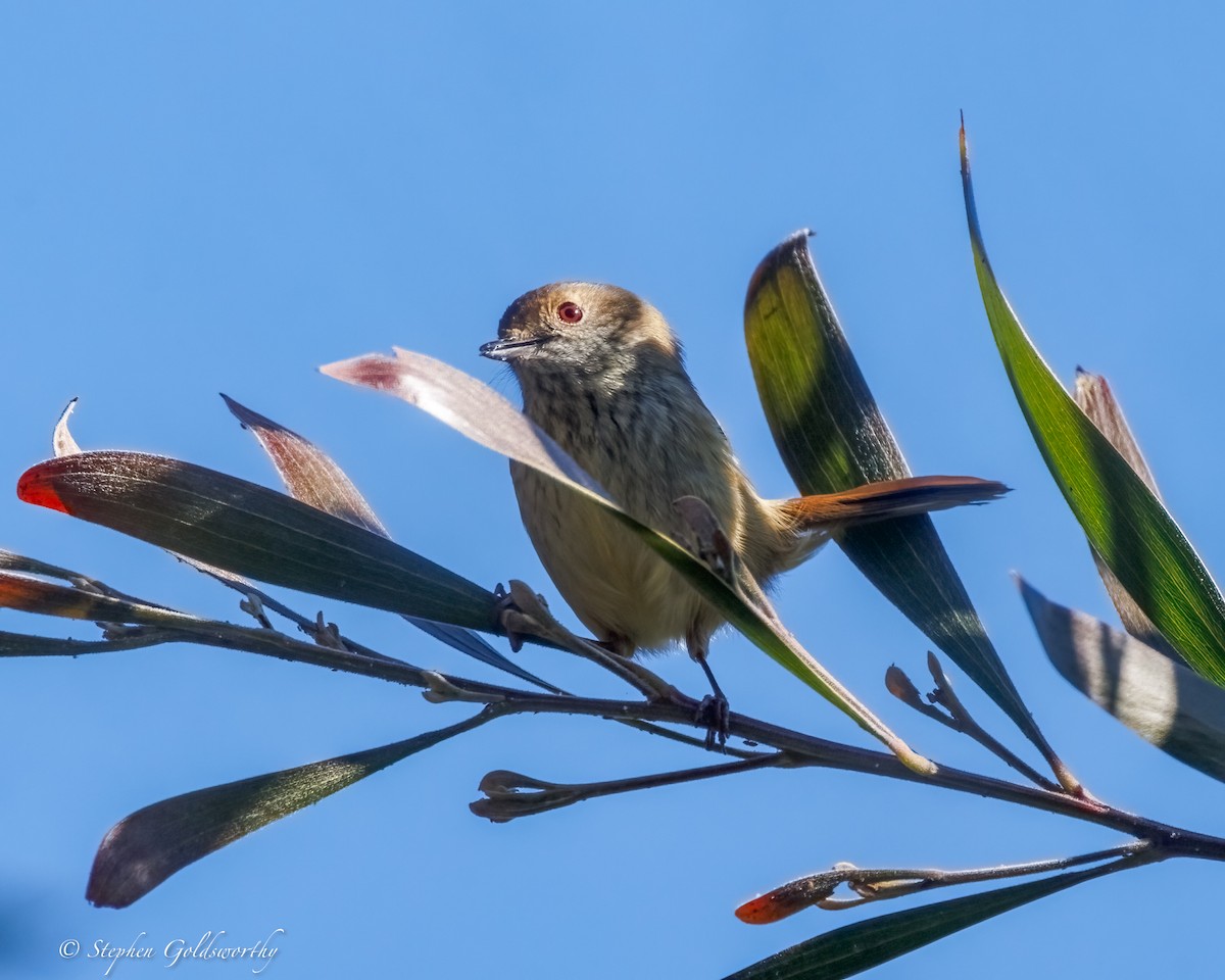 Brown Thornbill - ML638311389