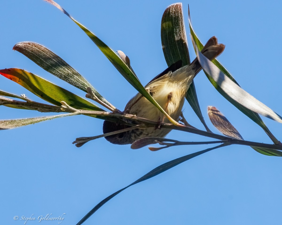 Brown Thornbill - ML638311390
