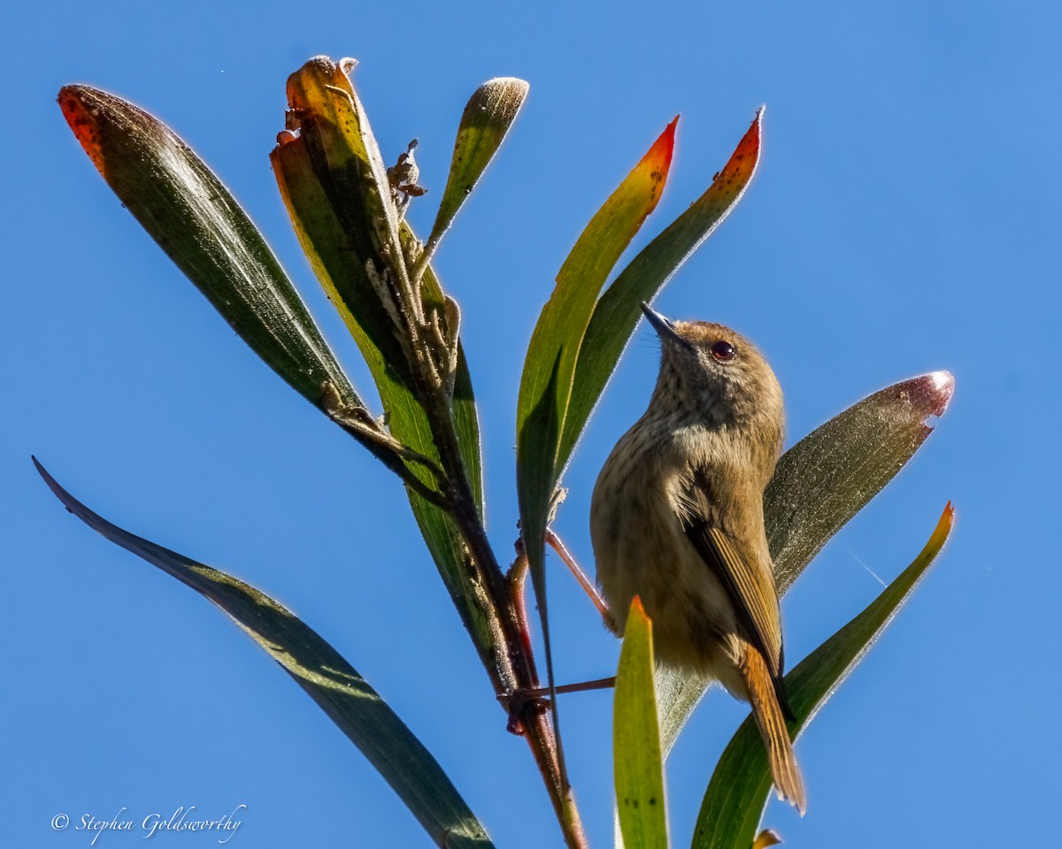 Brown Thornbill - ML638311392