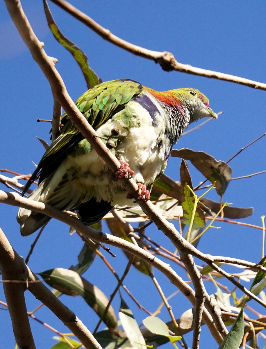 Superb Fruit-Dove - ML638311394