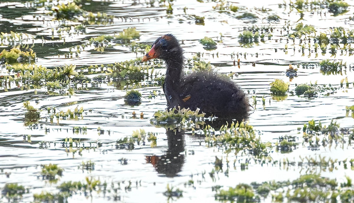 Common Gallinule - ML638311395