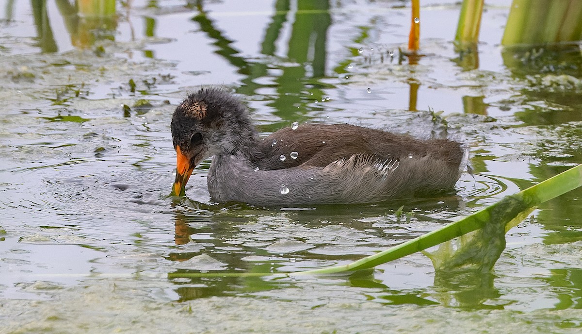 Common Gallinule - ML638311396
