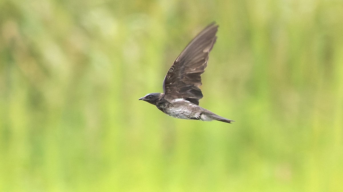Purple Martin - ML638311399