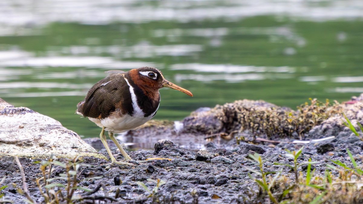 Greater Painted-Snipe - ML638311400