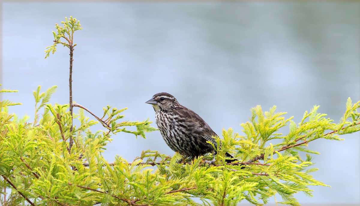 Red-winged Blackbird - ML638311401