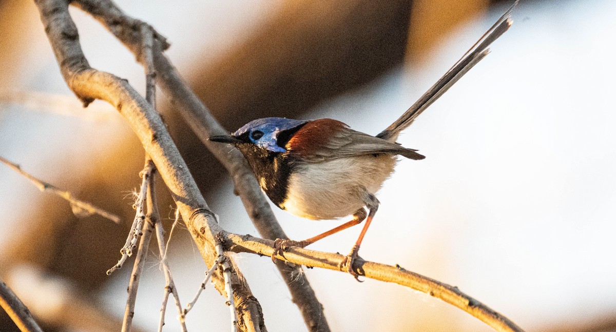 Purple-backed Fairywren - ML638311402
