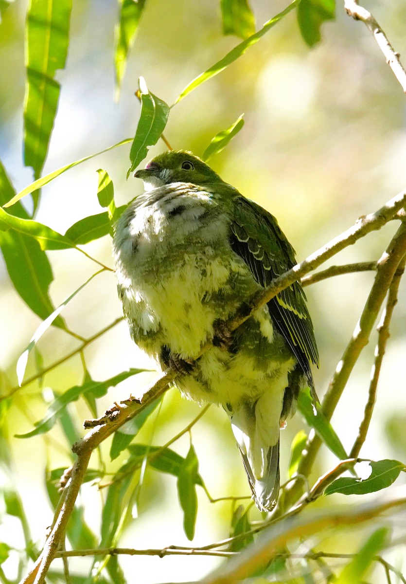 Superb Fruit-Dove - ML638311411