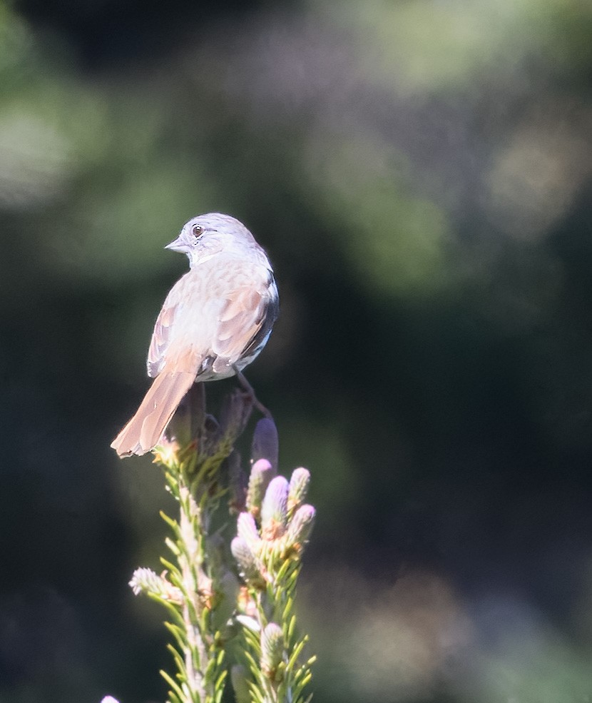 Fox Sparrow - ML638311420