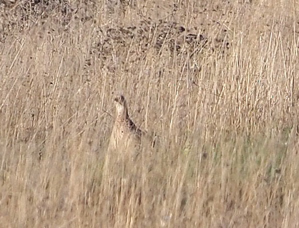 Sülün - ML638311429