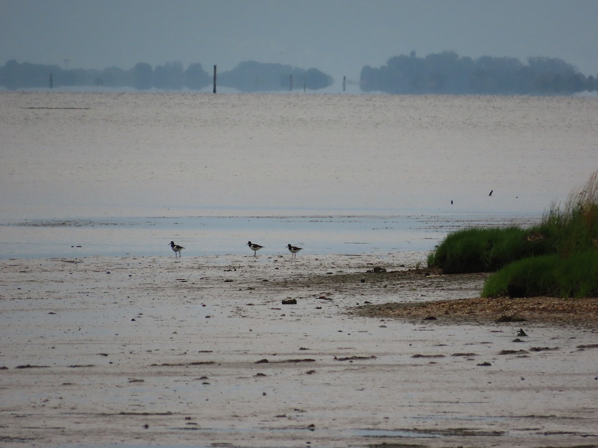 Eurasian Oystercatcher - ML638311433