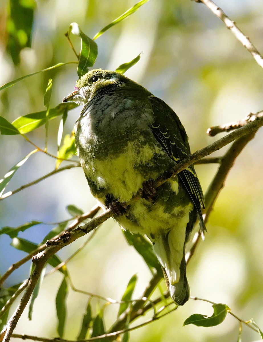 Superb Fruit-Dove - ML638311441
