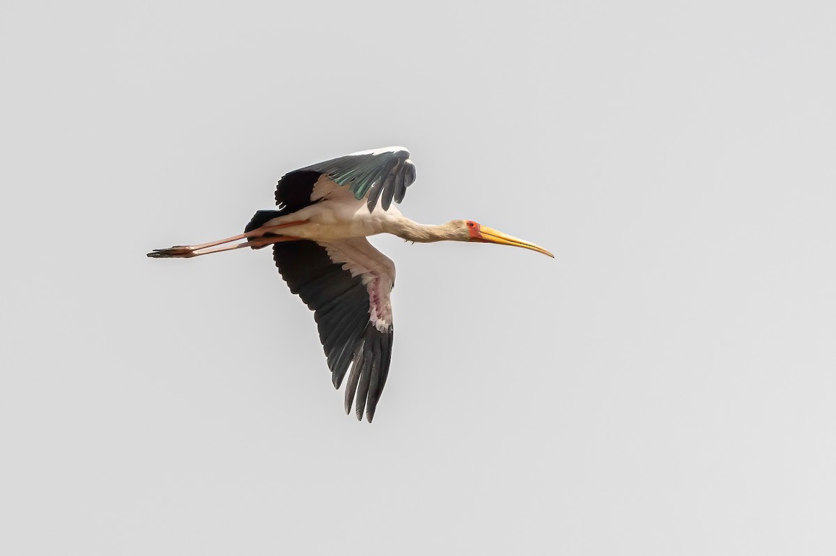 Yellow-billed Stork - ML638311444