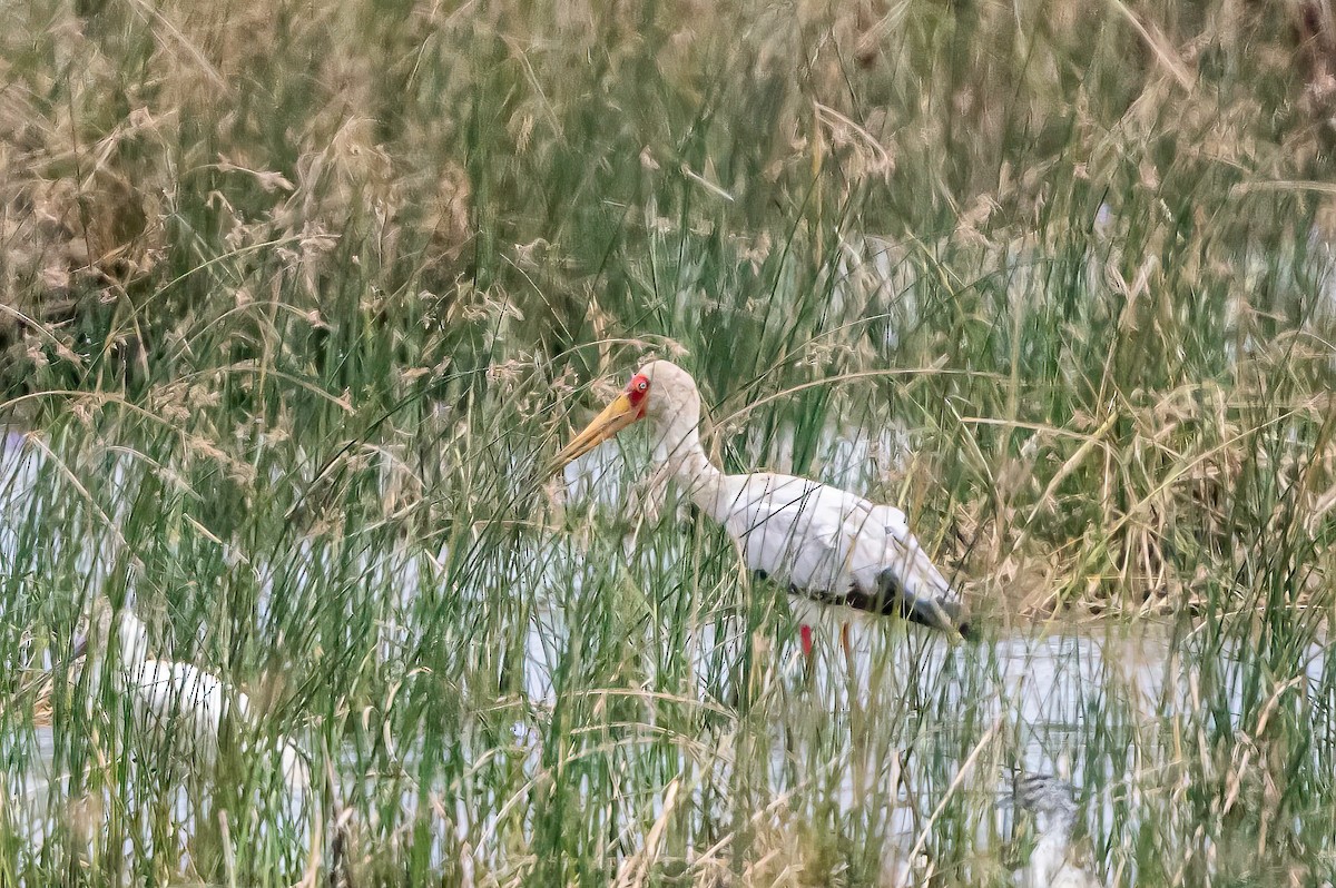 Yellow-billed Stork - ML638311445