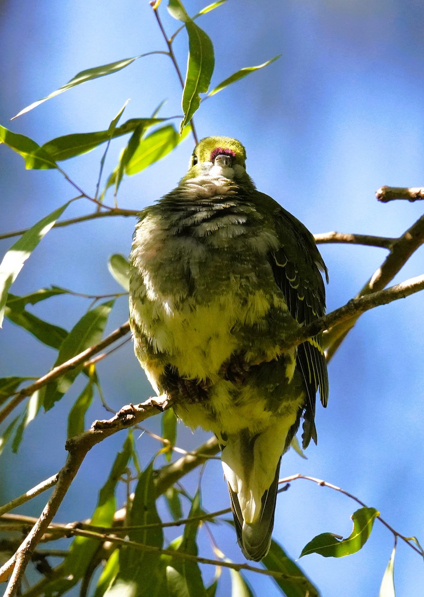 Superb Fruit-Dove - ML638311449
