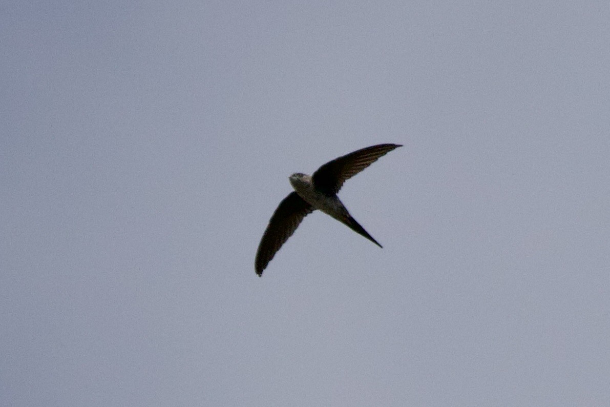 Fork-tailed Palm Swift - ML638311450