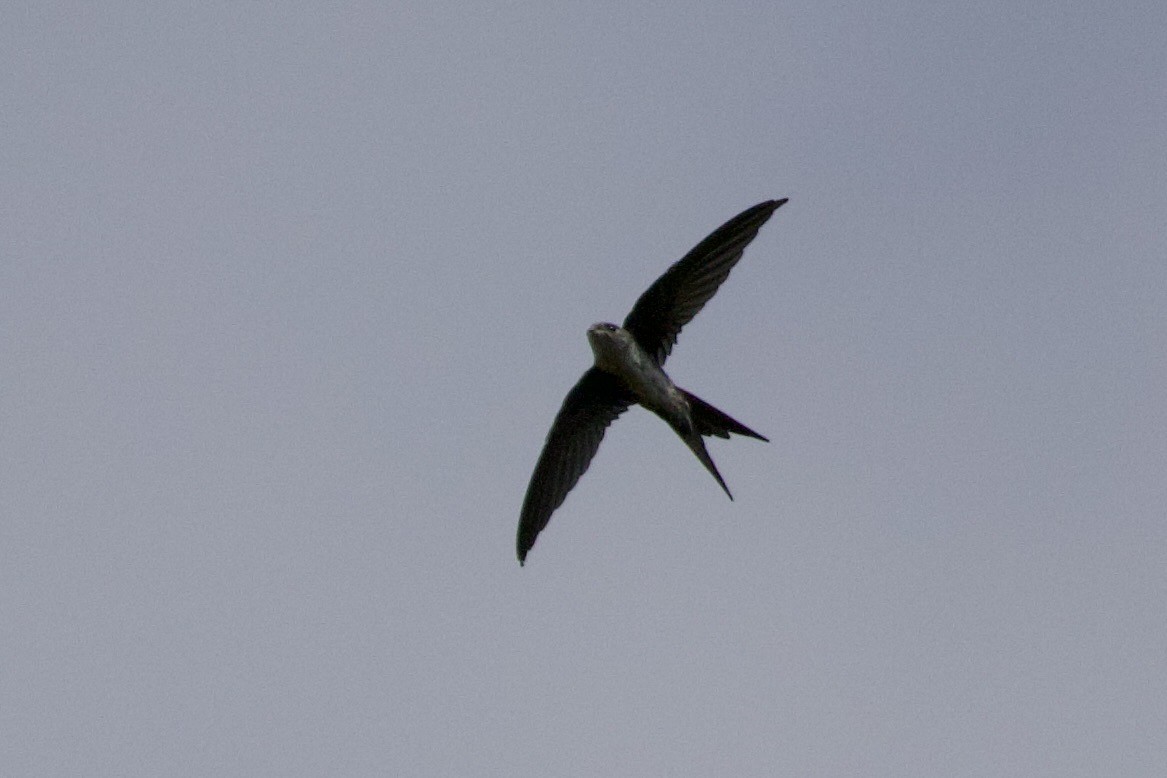 Fork-tailed Palm Swift - ML638311451