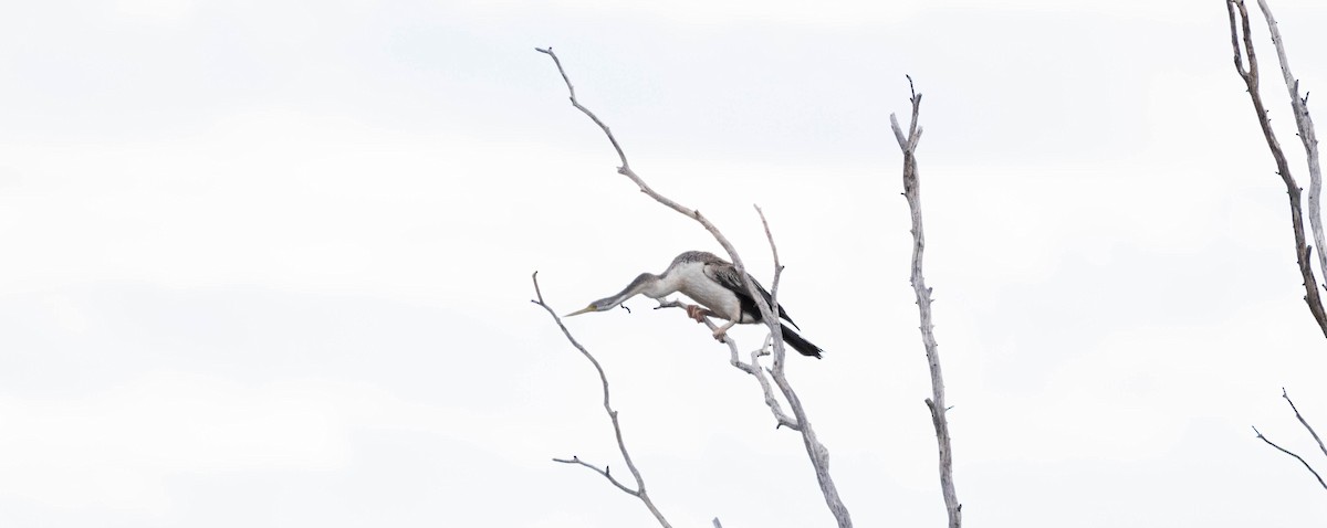 Australasian Darter - ML638311455
