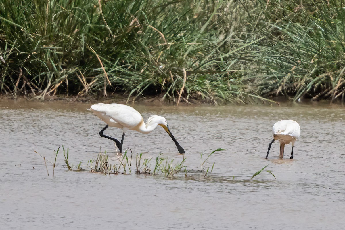 Eurasian Spoonbill - ML638311456