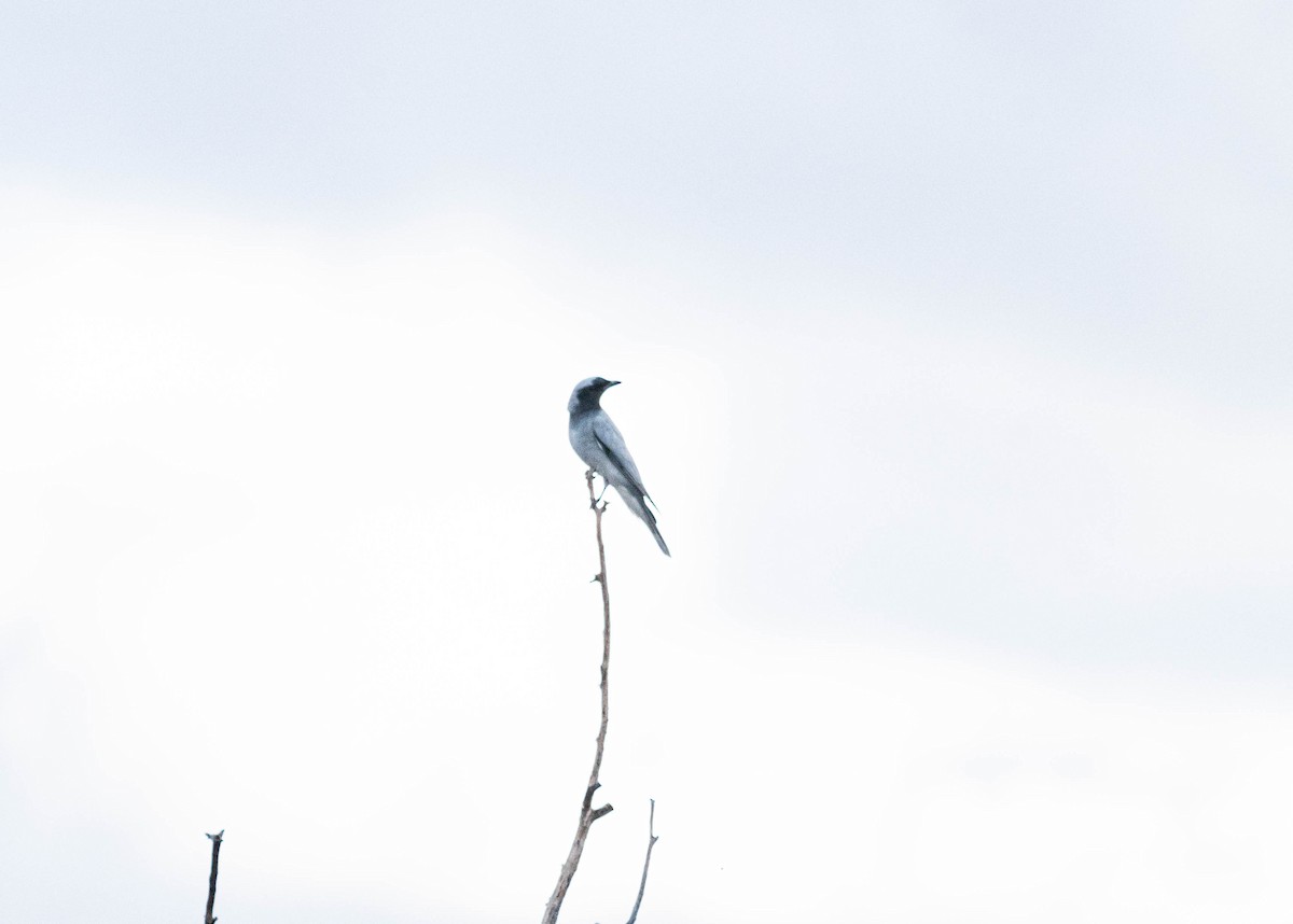 Black-faced Cuckooshrike - ML638311457
