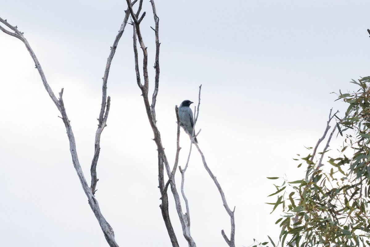 Black-faced Cuckooshrike - ML638311458