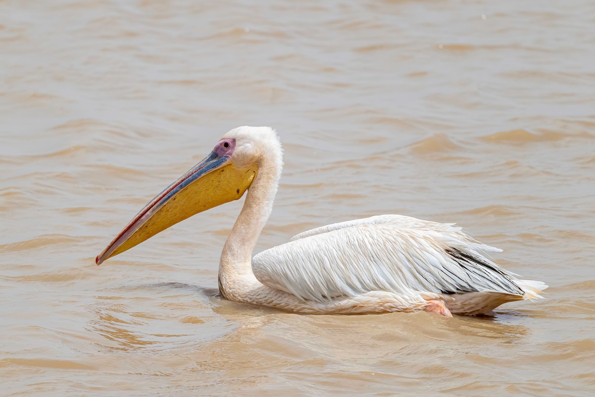 Great White Pelican - ML638311460