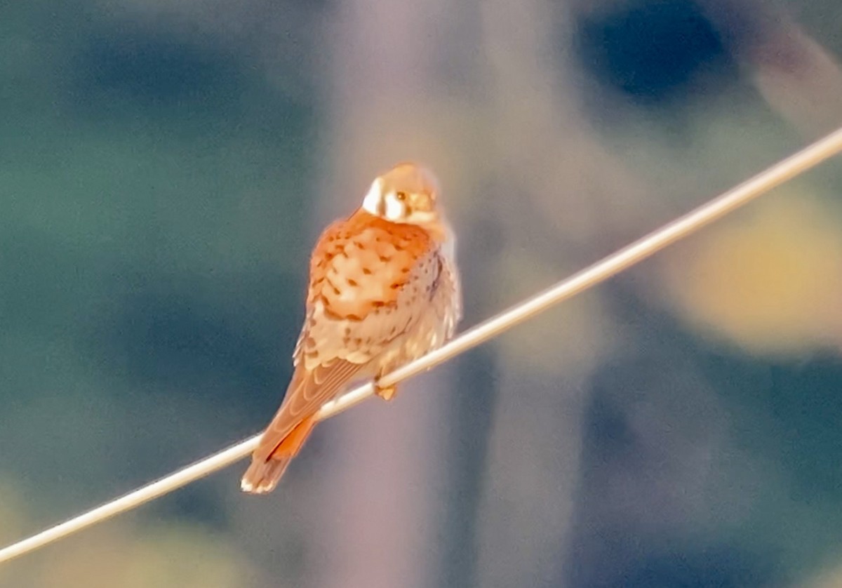 American Kestrel - ML638311461