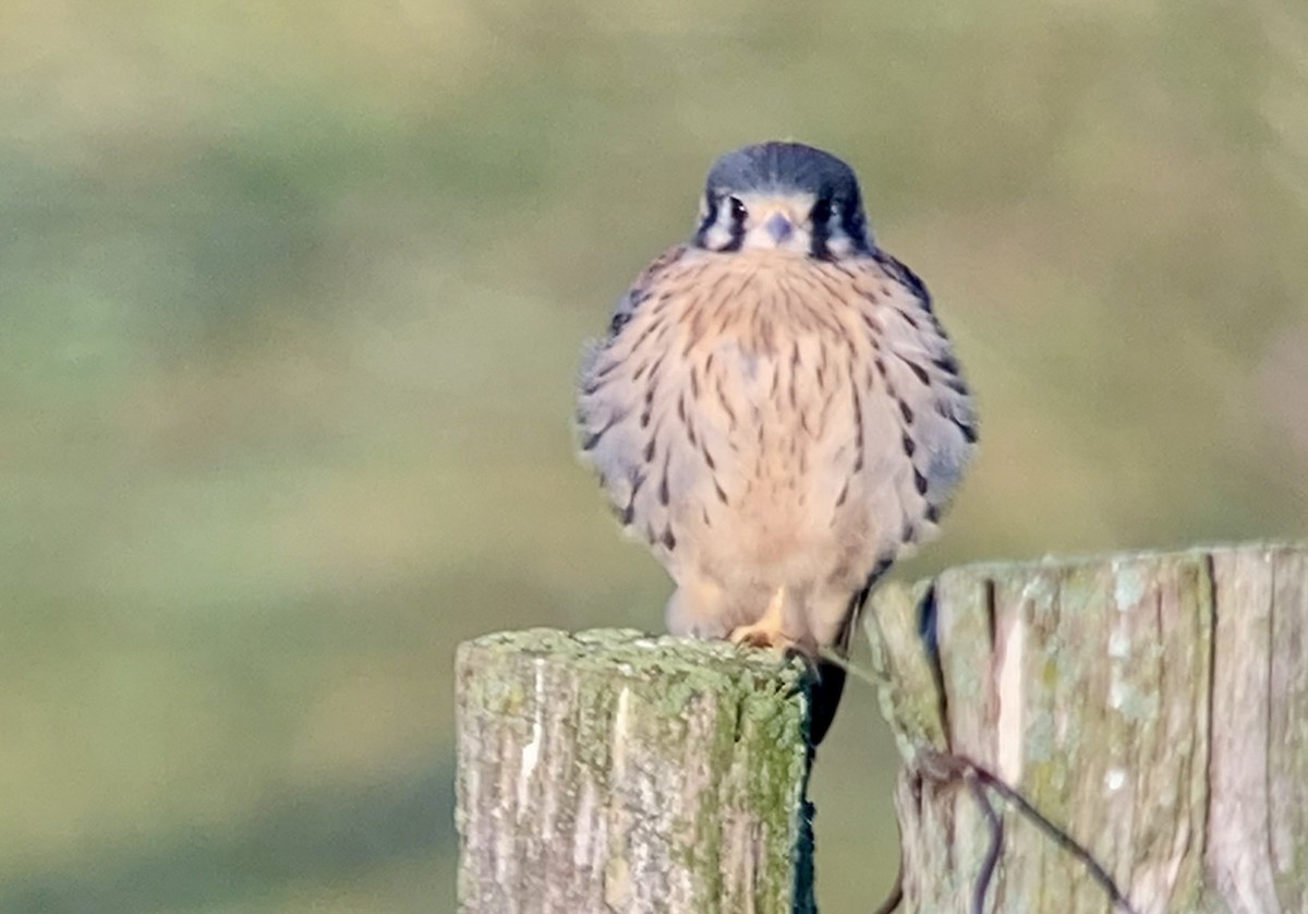 American Kestrel - ML638311463