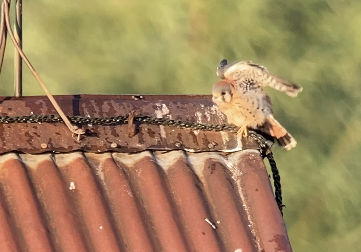 American Kestrel - ML638311464